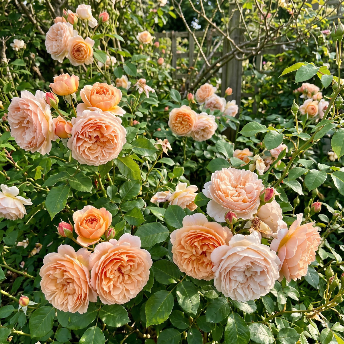 apricot-rose-flower-seeds-apricot-rose-flower-seeds-for-garden