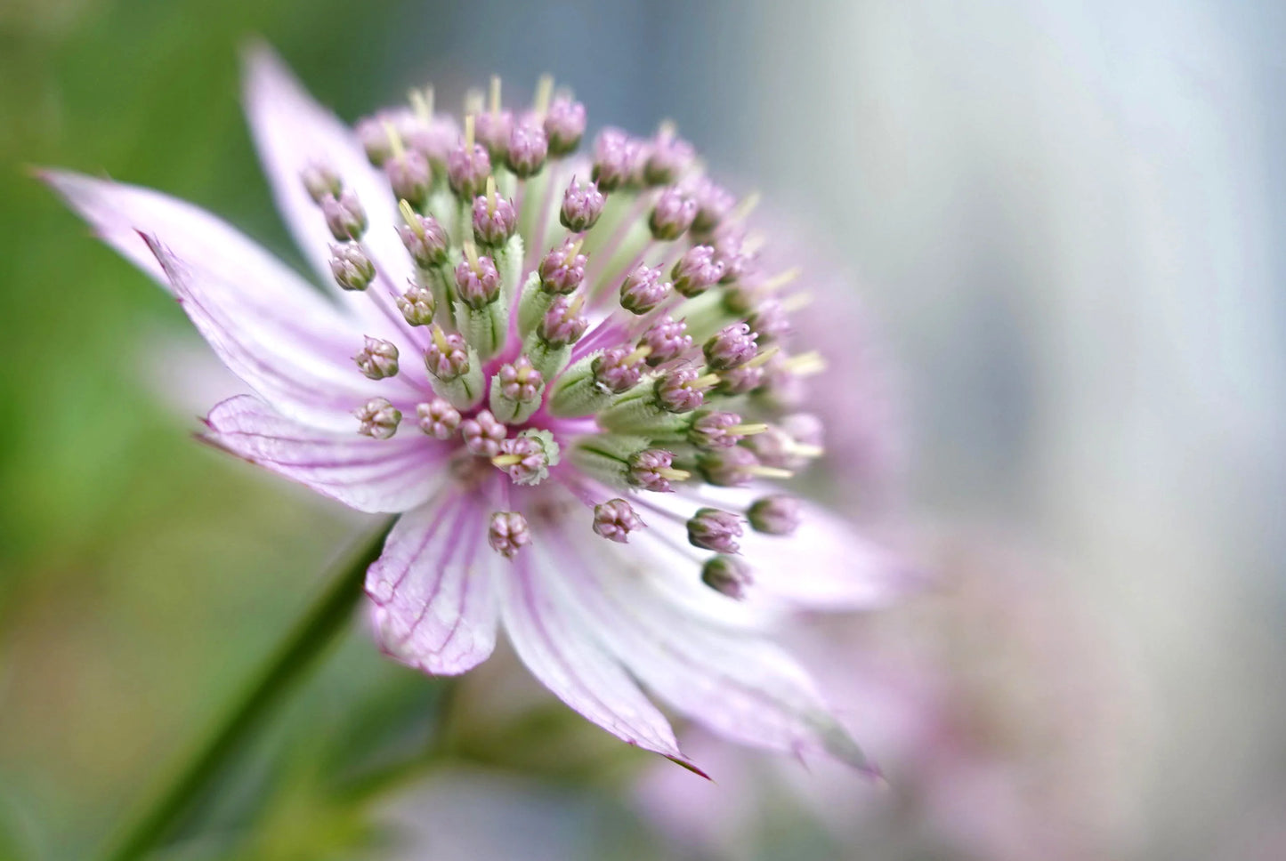 Masterwort Flower Seeds for Planting (Astrantia)