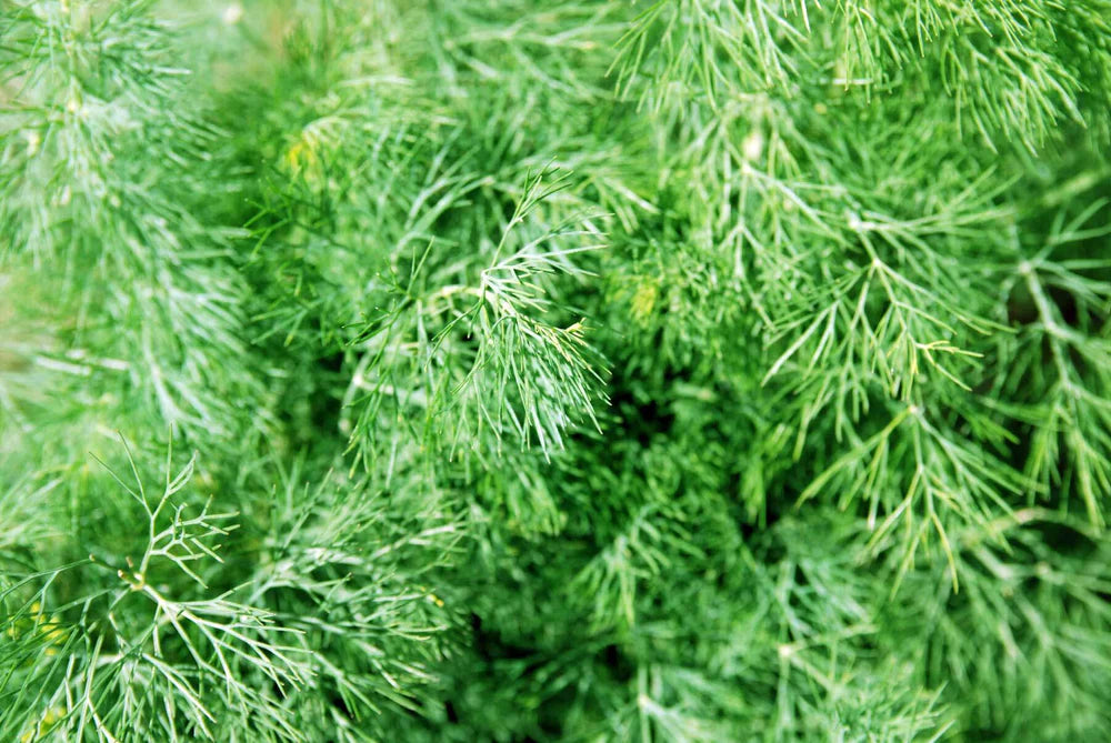 Grandma Einck’s Delightful Dill Seeds for Planting