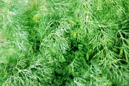Grandma Einck’s Delightful Dill Seeds for Planting