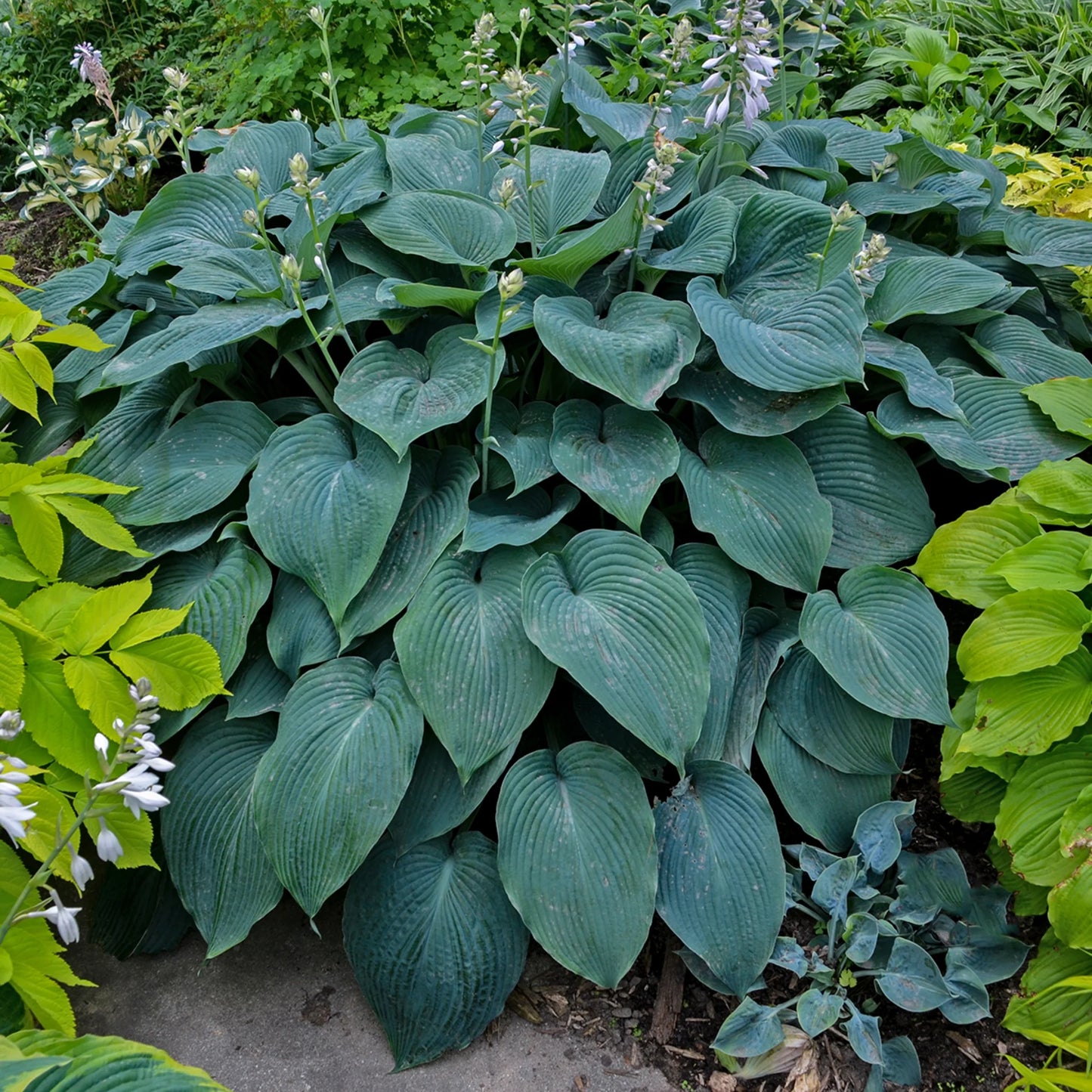 Hosta Seeds for Planting – Heirloom Non-GMO Perennial Shade Plant Dark Blue Foliage Variety