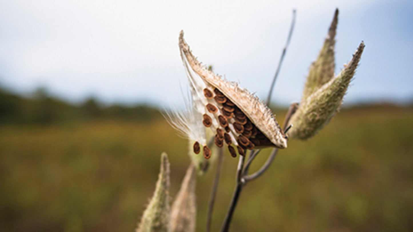 Milkweed Plant Seeds for Planting – Wildlife-Friendly Blooms for Butterfly Gardens