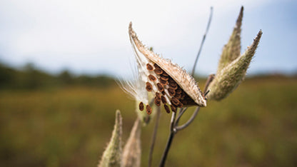 Milkweed Plant Seeds for Planting – Wildlife-Friendly Blooms for Butterfly Gardens
