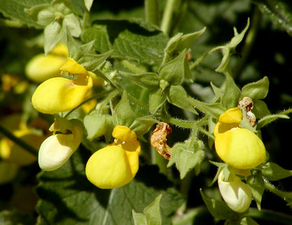 Calceolaria Falklandica Flower Seeds for Garden Planting