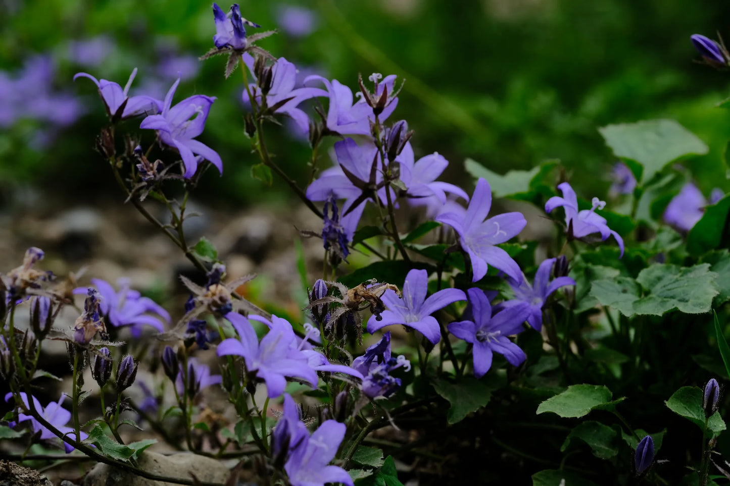 Campanula Poscharskyana Var Lanata Seeds for Garden Planting