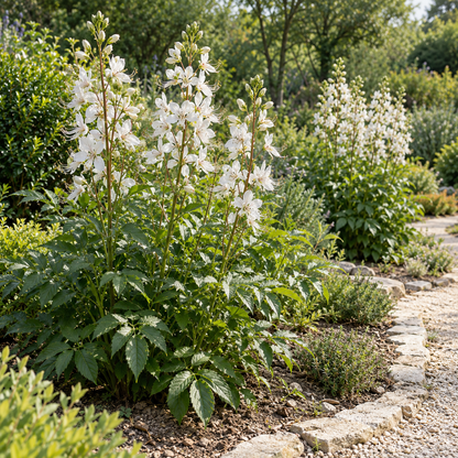 Dictamnus Albus Var Caucasicus Flower Seeds - Burning Bush Flower Seeds for Garden