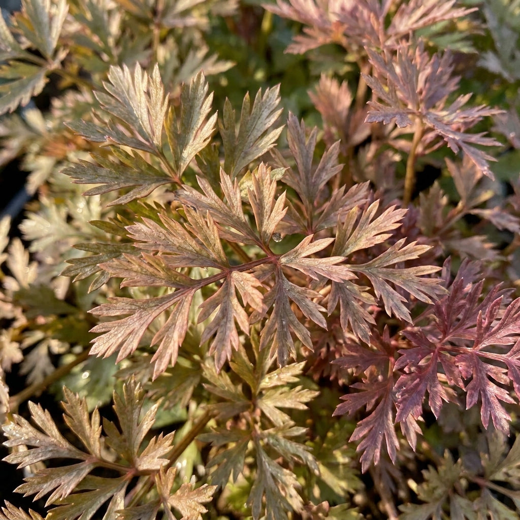 Pretty in Pink Seeds - Plume Celery Seeds for Home Garden