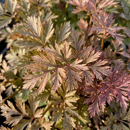 Pretty in Pink Seeds - Plume Celery Seeds for Home Garden