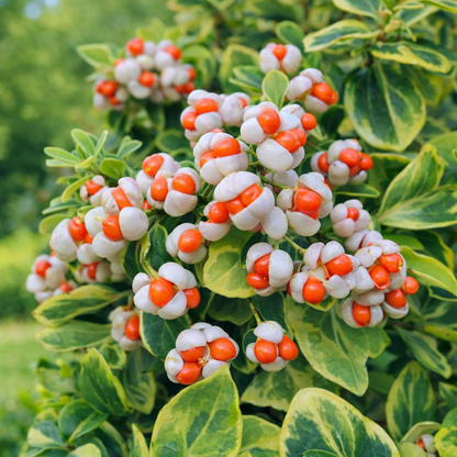 Euonymus Fortuneii ‘Emerald ’N’ Gold’ Seeds – Variegated Evergreen Shrub