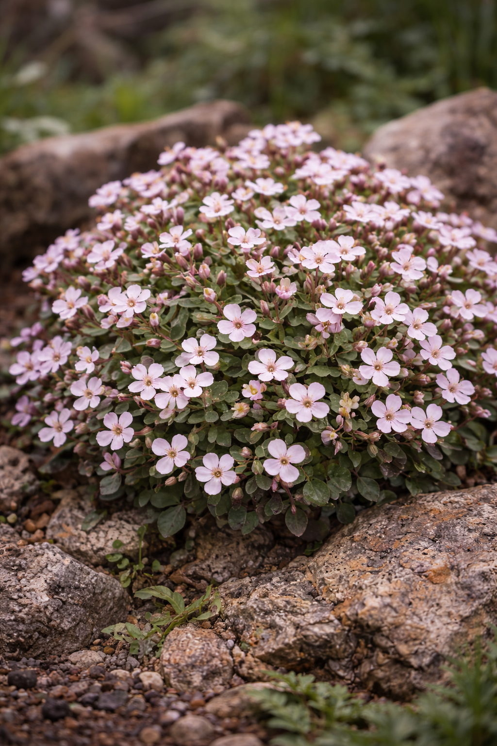 Arabis Purpurea Flower Seeds for Garden Planting