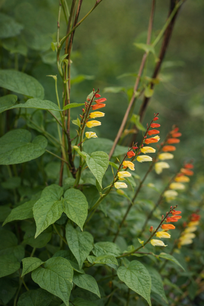 Mina Lobata Flower Seeds for Garden Planting