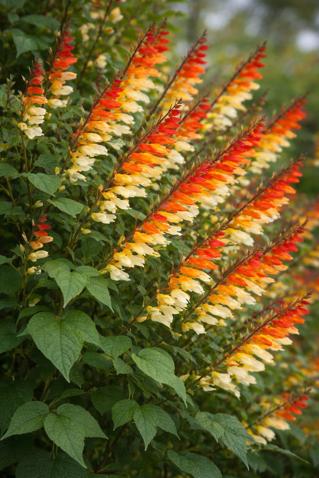 mina-lobata-flower-seeds-for-garden-planting