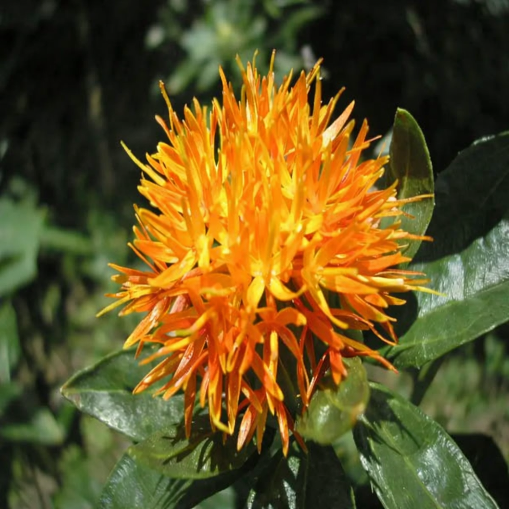 safflower-flower-seeds-vibrant-blooms-for-colorful-garden-displays