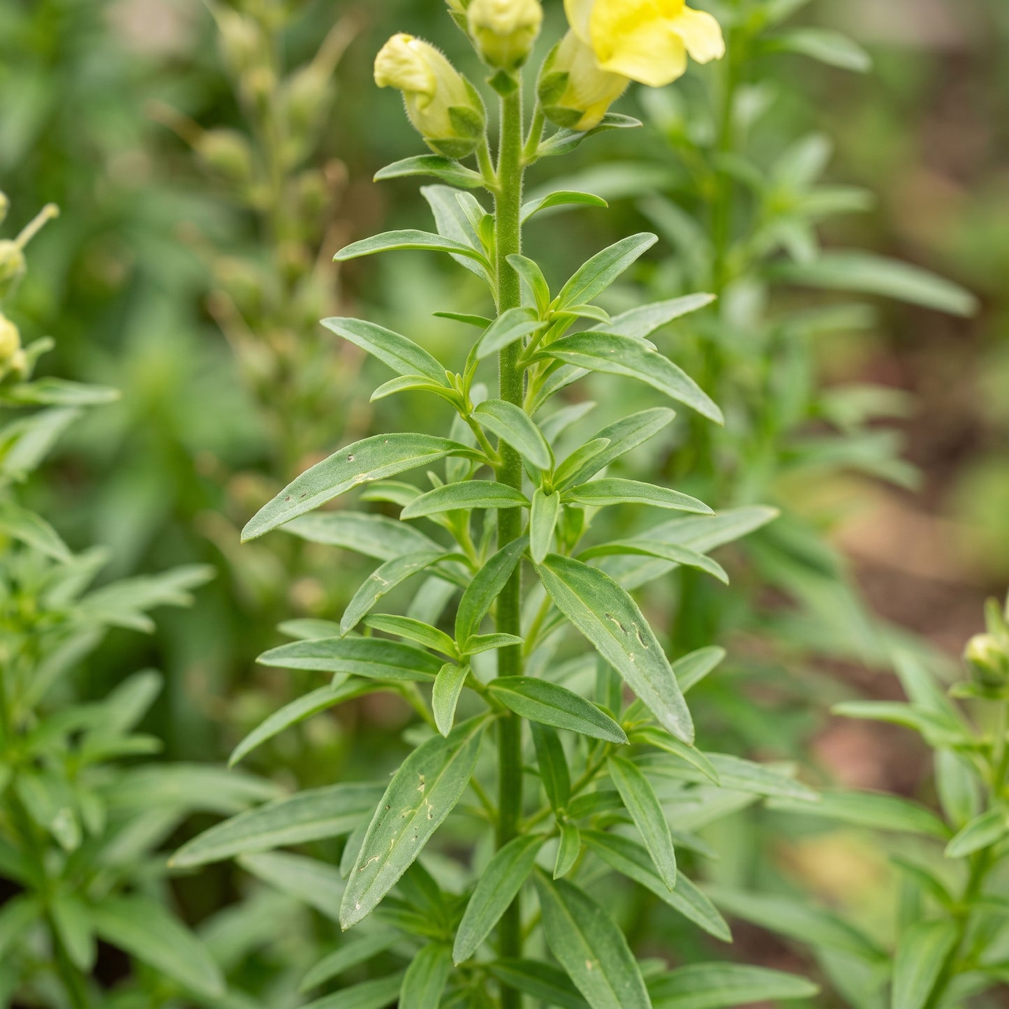 Golden Yellow Snapdragon Flower Seeds for Garden Planting