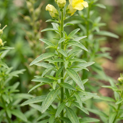 Golden Yellow Snapdragon Flower Seeds for Garden Planting