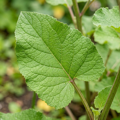 Takinogawa Long Seeds - Burdock Seeds for Home Garden