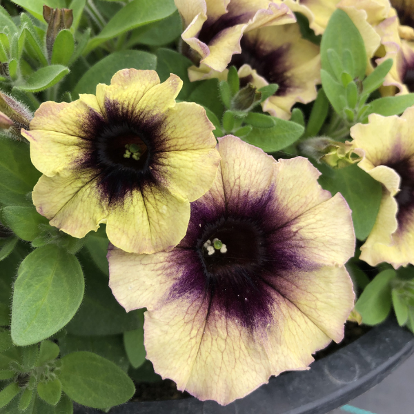 Black and Yellow Double Petunia Flower Seeds - Petunia Flower Seeds for Garden