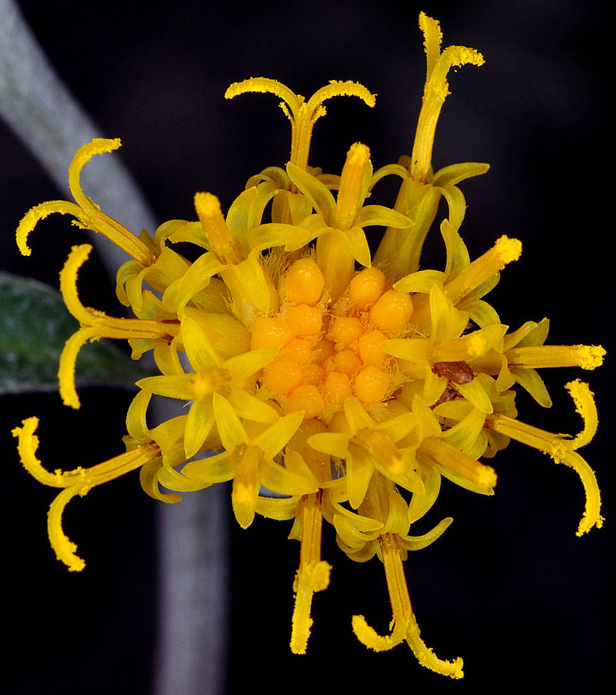 Cacaliopsis Nardosmia Glabrata Flower Seeds for Garden Planting