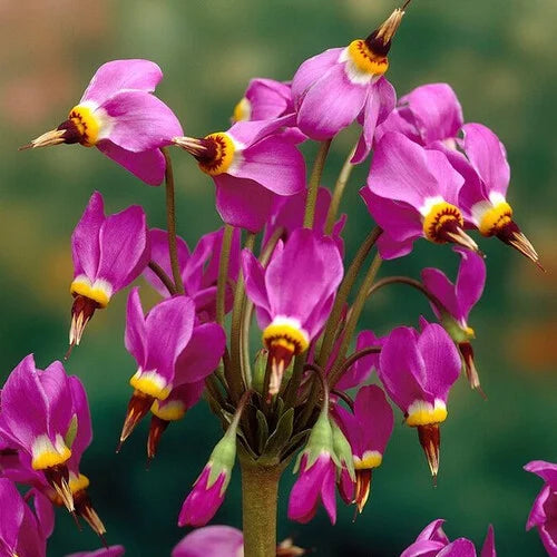 dodecatheon-species-mixed-flower-seeds-shooting-star-wildflower-mix