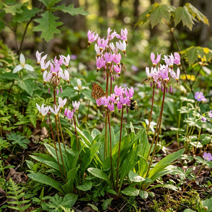 Dodecatheon Meadia Flower Seeds - Shooting Star Flower Seeds for Garden
