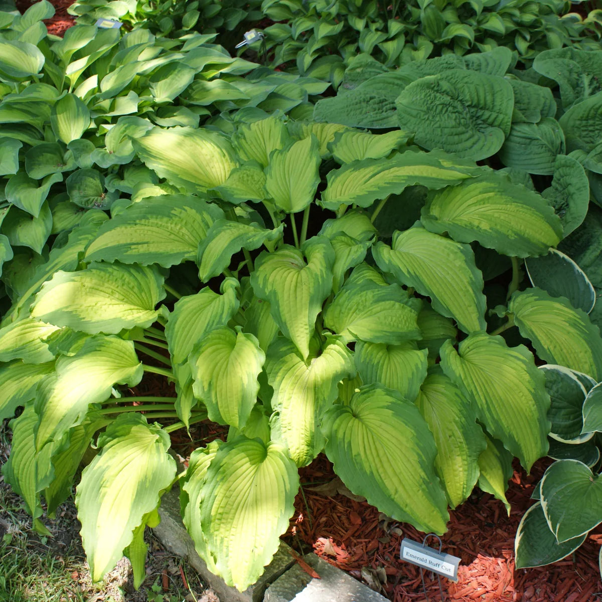 Hosta Seeds for Planting – Heirloom Non-GMO Perennial Shade Plant Emerald Green Foliage Variety