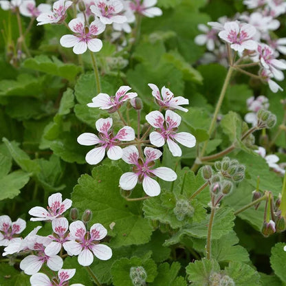 Erodium Pelargoniflorum Flower Seeds - Geranium Like Flower Seeds for Garden