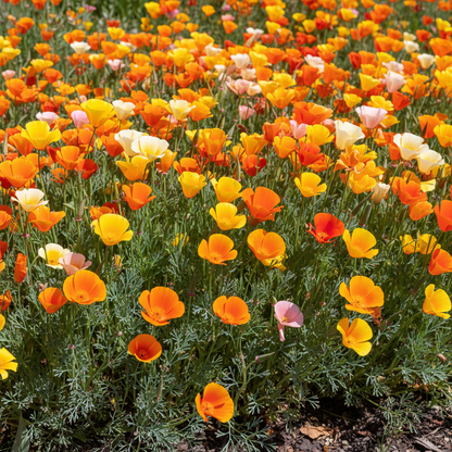 Eschscholzia Mixed California Poppy Flower Seeds