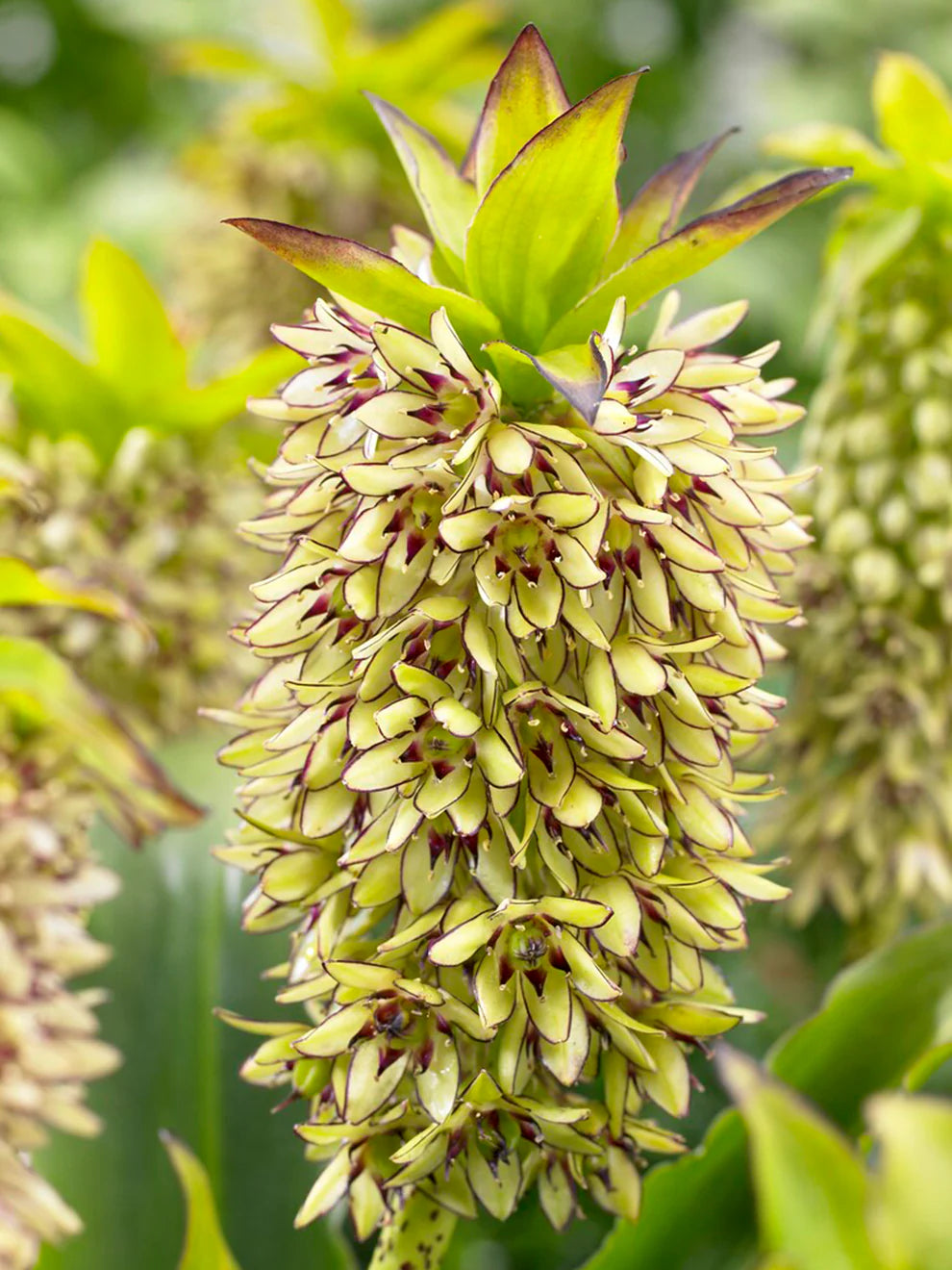 eucomis-bicolor-seeds-for-garden-planting