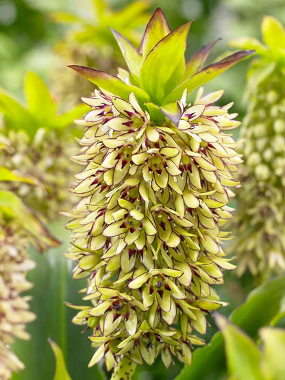 Eucomis Bicolor Seeds for Garden Planting