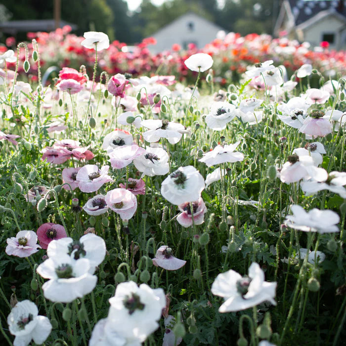Papaver rupifragum Orange Feathers Flower Seeds – Perennial Poppy for Planting