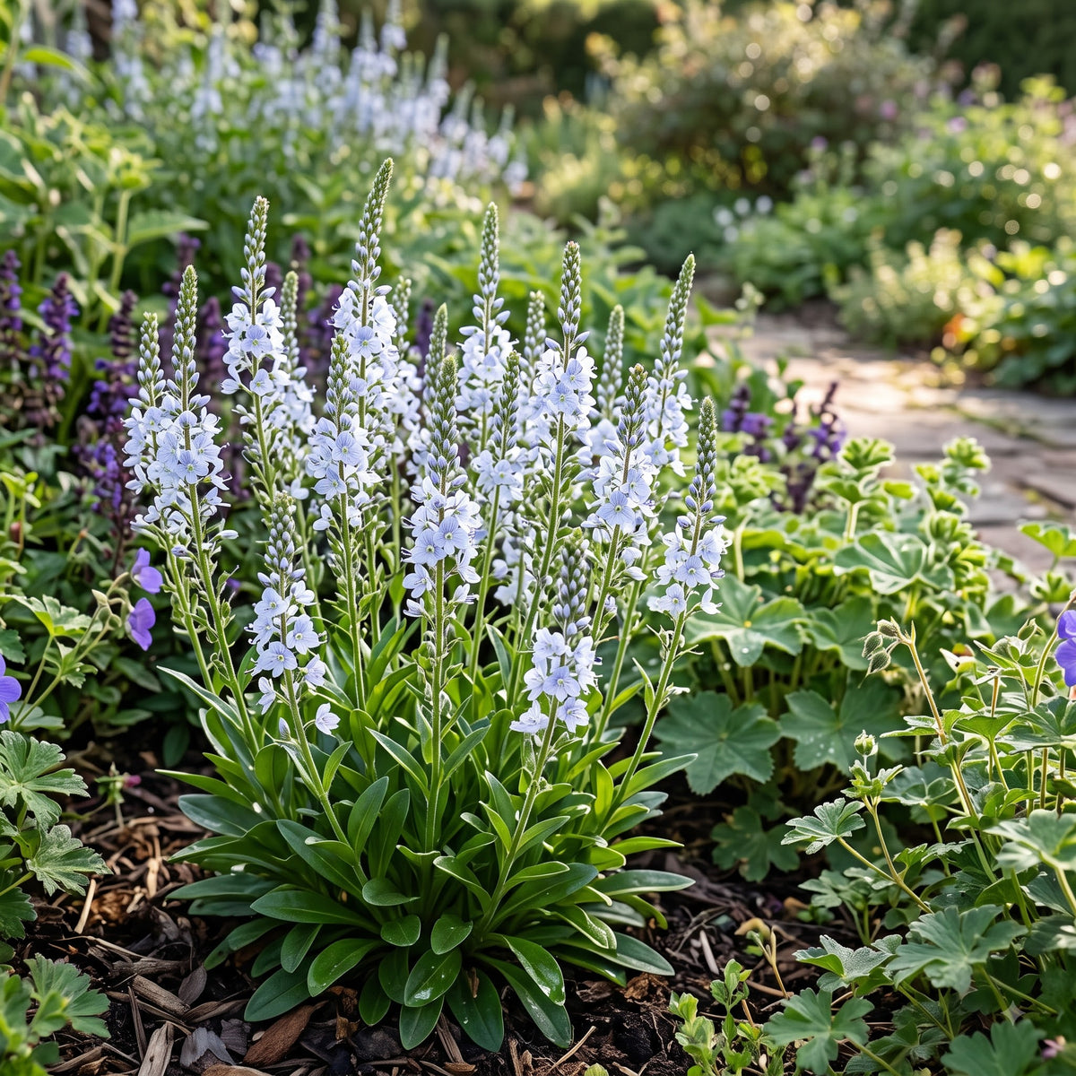 veronica-gentianoides-flower-seeds-for-garden-planting