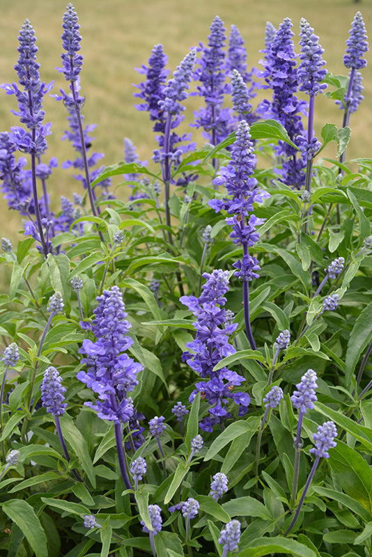 Salvia Farinacea Victoria Seeds - Salvia Flower Seeds for Garden