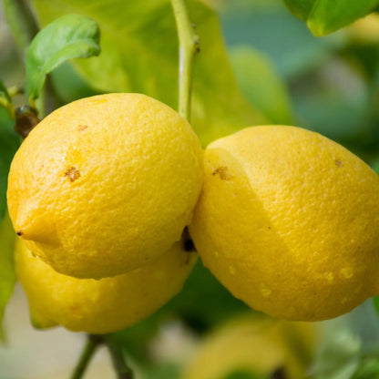 Genoa Lemon Seeds – Citrus Tree for Planting