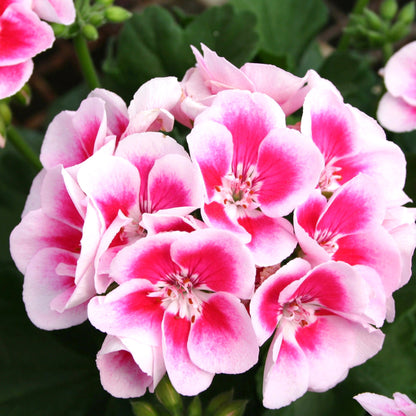 Pink and White Geranium Flower Seeds for Garden Planting