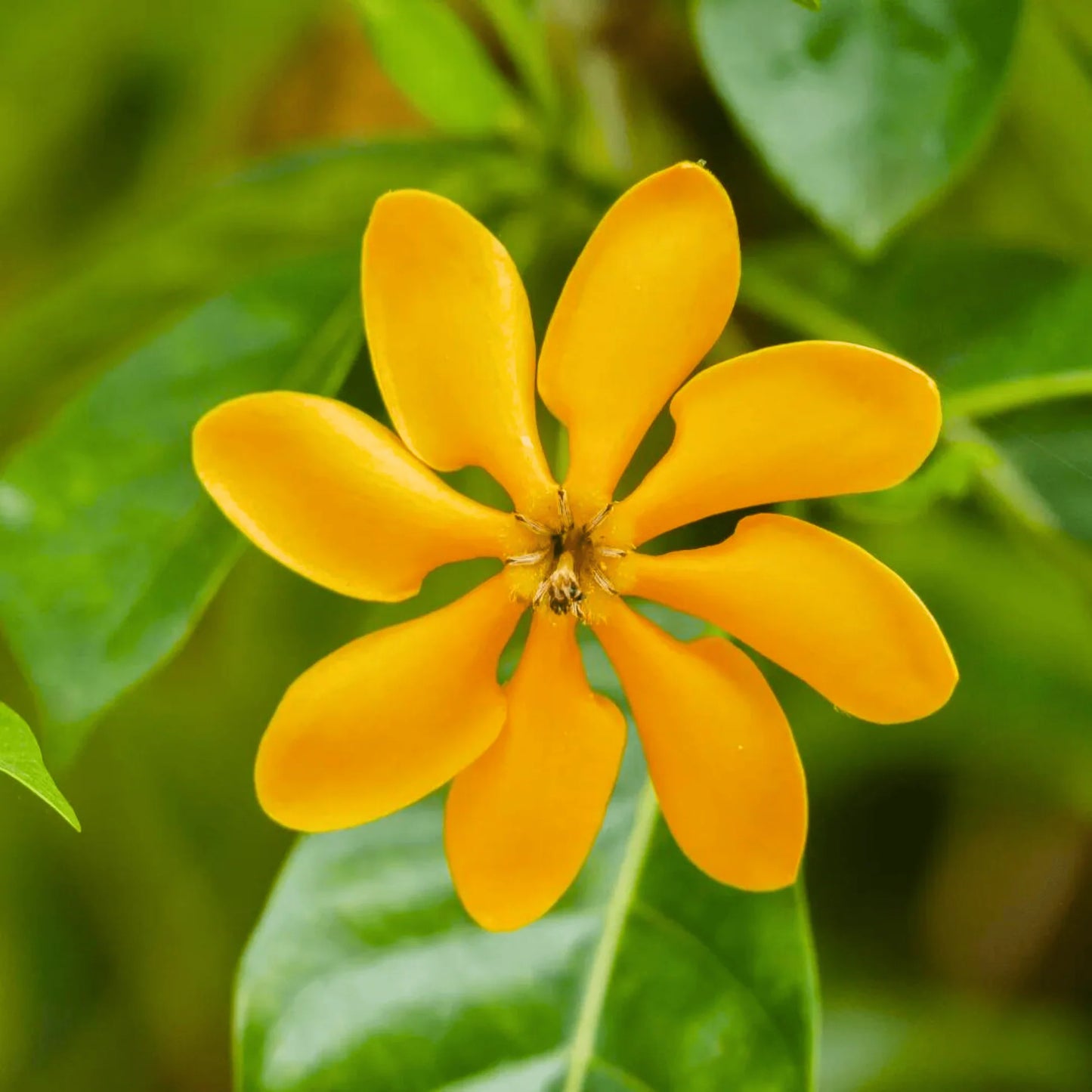 Gandharaj Yellow Flower Seeds for Garden Planting