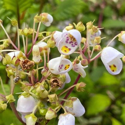 Jovellana Punctata Seeds for Garden Planting