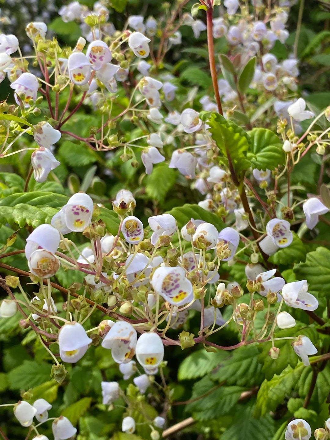 Jovellana Punctata Seeds for Garden Planting