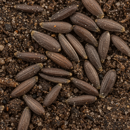 Iris Foetidissima Seeds - Iris Flower Seeds for Garden
