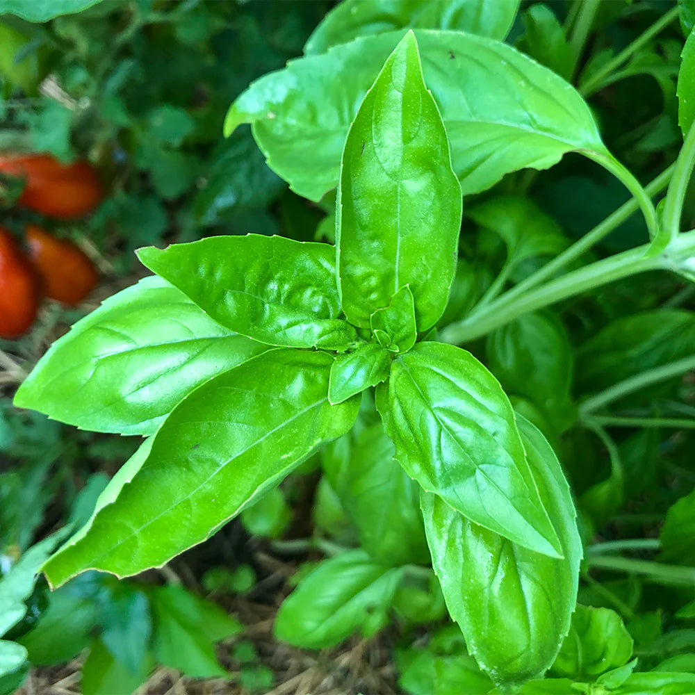 Basil Dolce Fresca Seeds – Premium Sweet Italian Basil