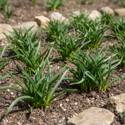 Leopoldia Caucasica Seeds - Flower Seeds for Garden