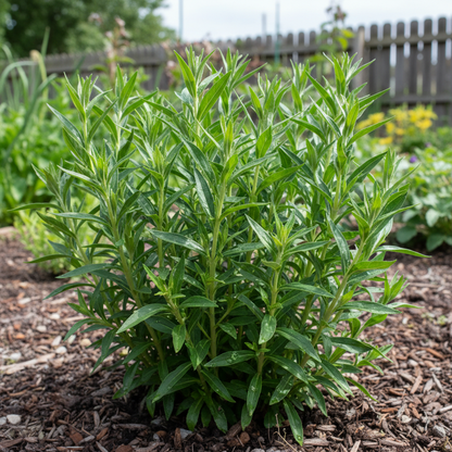 Lobelia Laxiflora Flower Seeds - Lobelia Flower Seeds for Garden