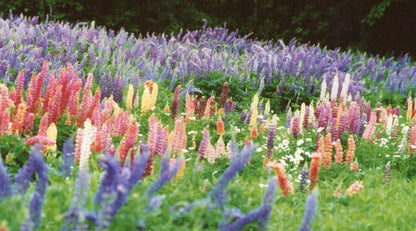 Pink Lupine Flower Seeds for Planting – Fresh 50 pcs
