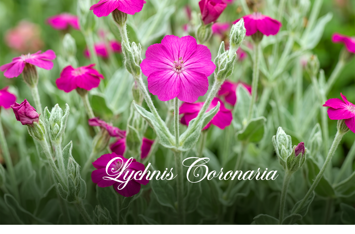 OrganicSeedsHub