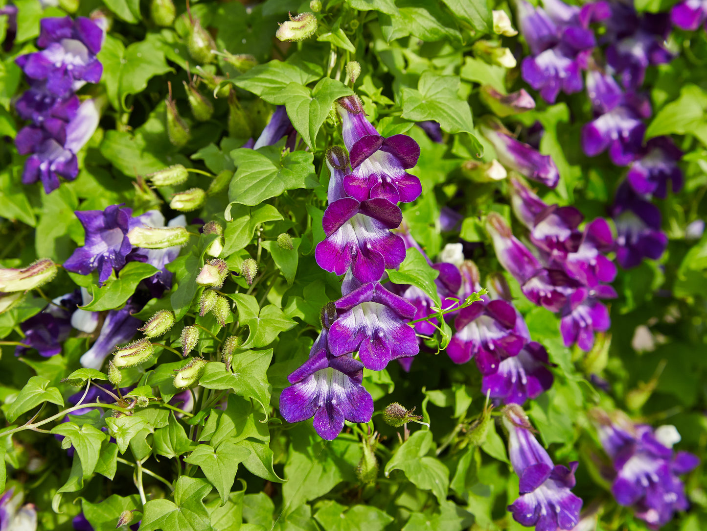Maurandya barclaiana Flower Seeds – Climbing Vine for Planting
