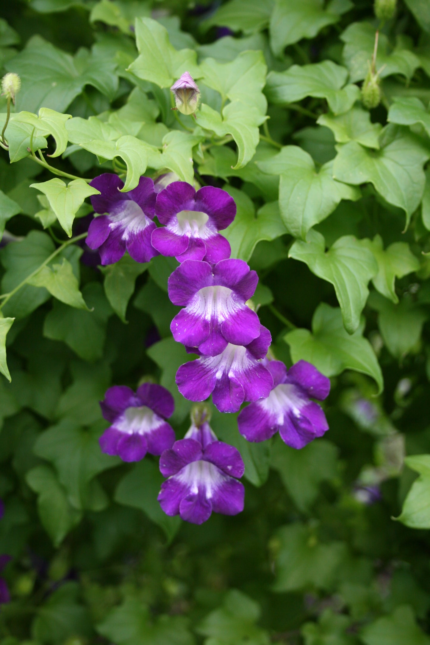 Maurandya barclaiana Flower Seeds – Climbing Vine for Planting