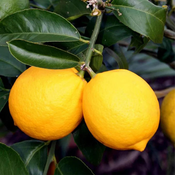 Meyer Lemon Seeds for Planting – Grow Sweet Citrus Trees at Home