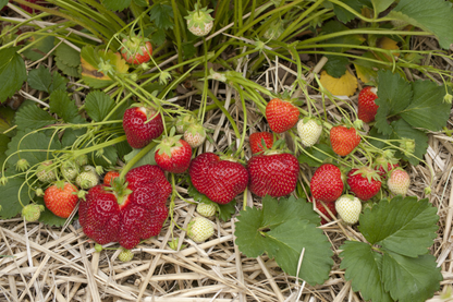 Jewel Strawberry Seeds for Planting – Large Sweet Juicy Berries for Home Gardening