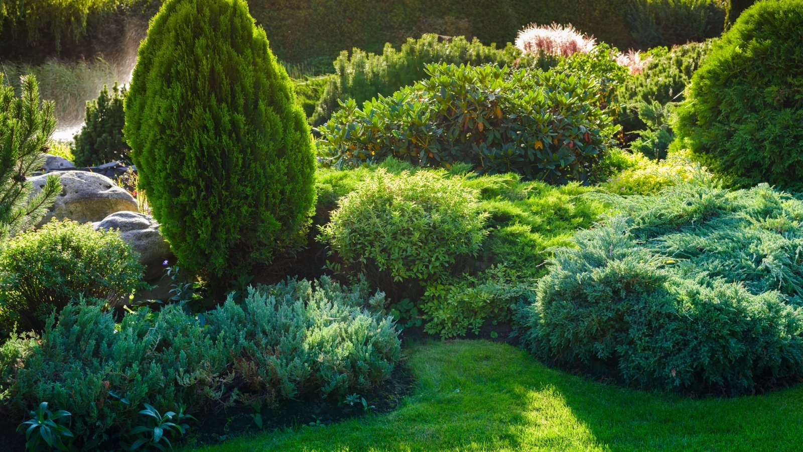 Evergreen Shrubs