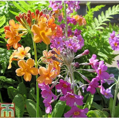Primula Candelabra Mixed Flower Seeds - Primula Flower Seeds for Garden