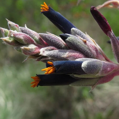 puya-coerulea-var-coerulea-flower-seeds-blue-green-ornamental-for-planting